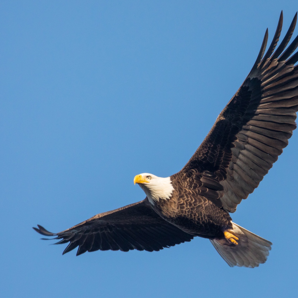 Белоголовый орлан в голубом небе