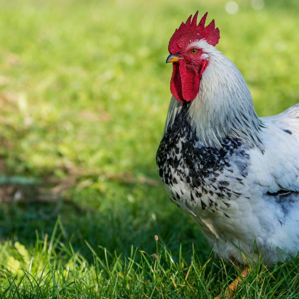 Красивый петух на зеленой траве