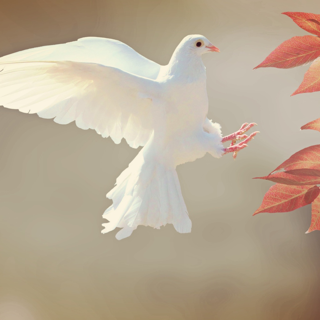 Красивый белый голубь у ветки с оранжевыми листьями