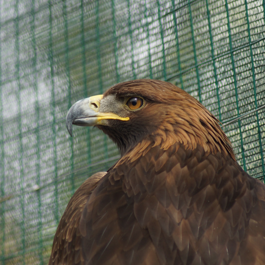 Большой орел с острым клювом в клетке