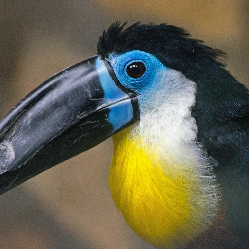 Большой длинный черный клюв птицы тукан