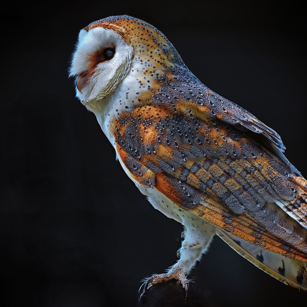 Большая сова на черном фоне