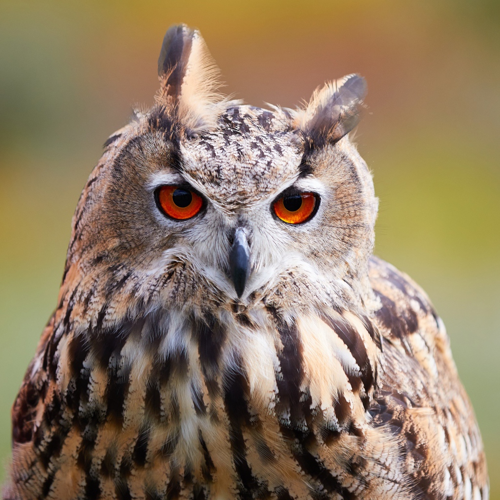 Большая сова с оранжевыми глазами крупным планом