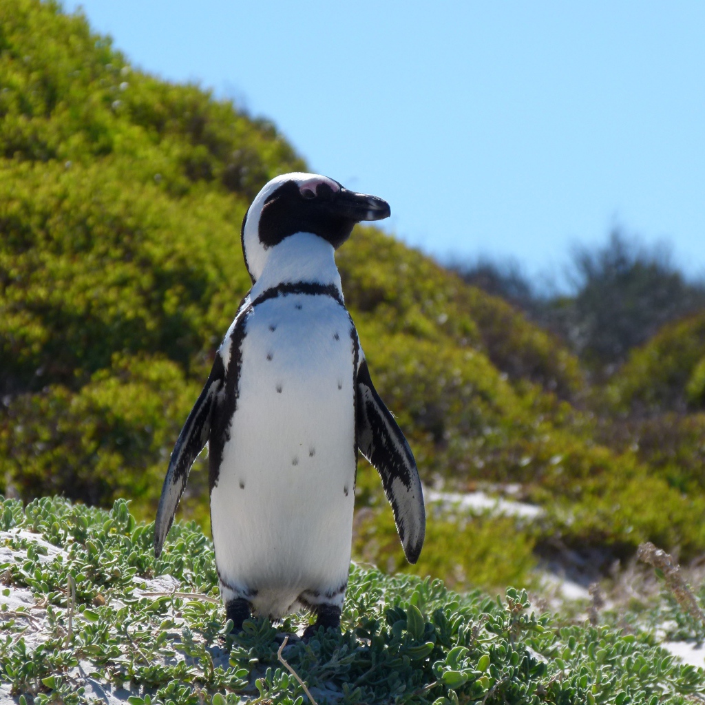 Большой пингвин стоит на зеленой траве