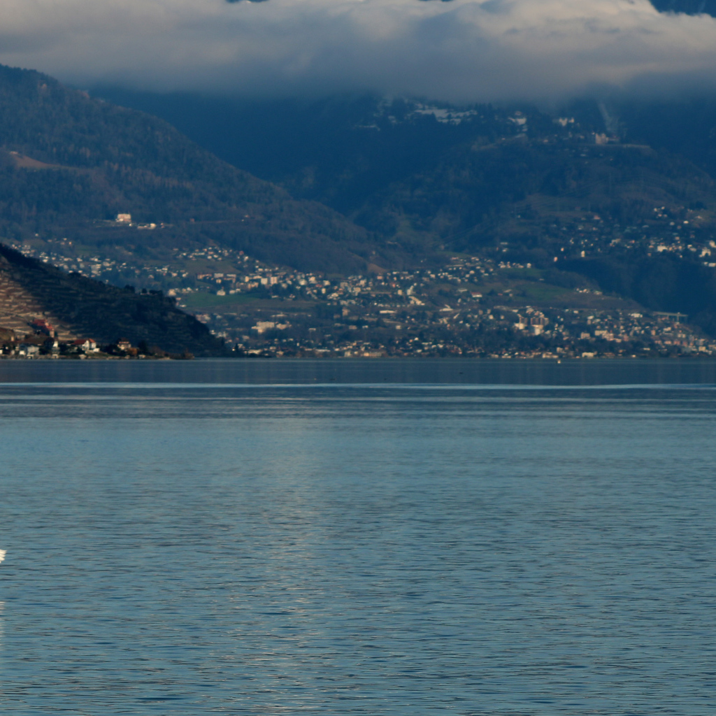 Большой белый лебедь в воде на фоне гор 