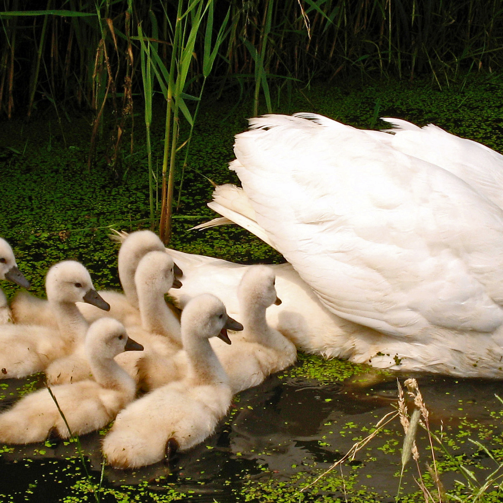 Большой белый лебедь с птенцами в пруду 