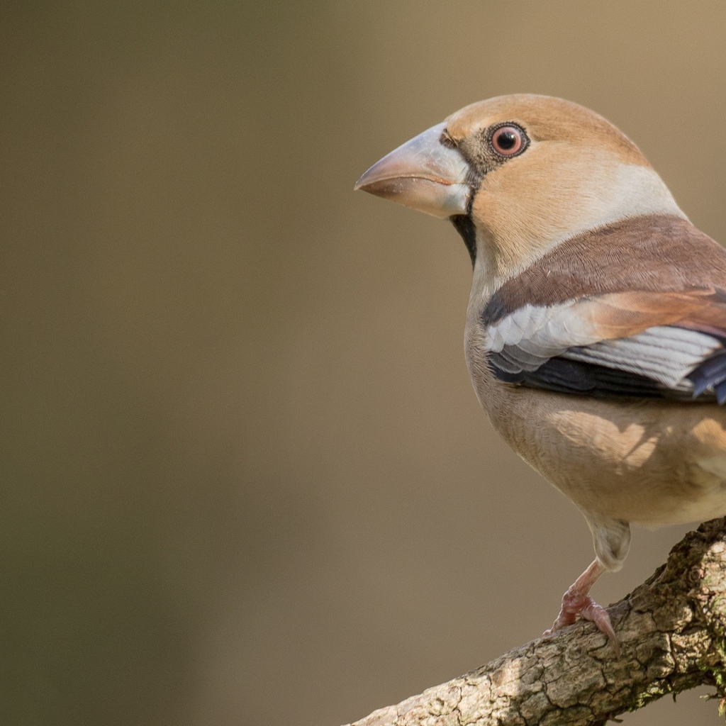 Птица сидит на ветке дерева крупным планом