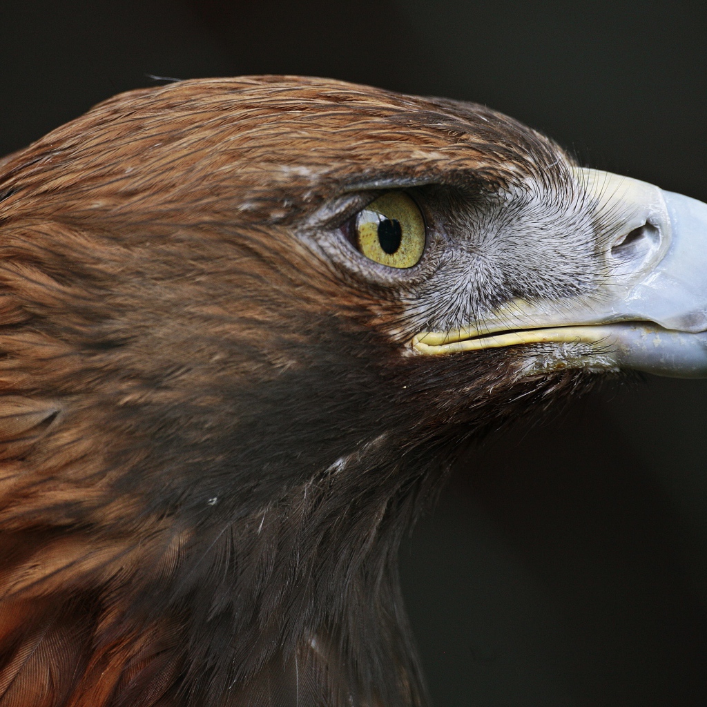 Голова орла с острым клювом крупным планом