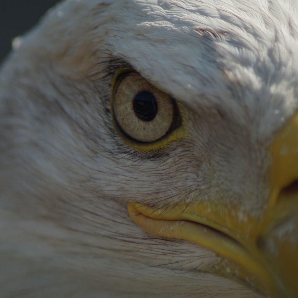Глаз белоголового орлана крупным планом