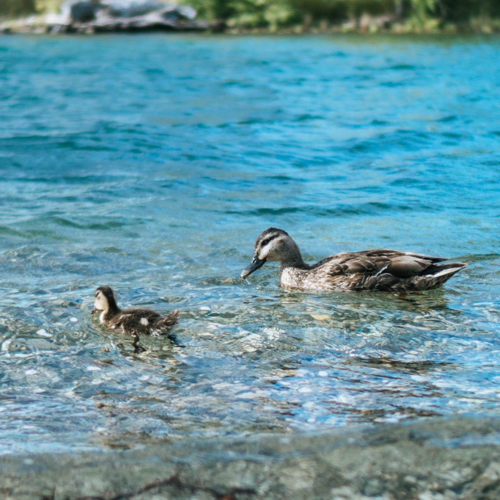 Утка с маленьким утенком в воде