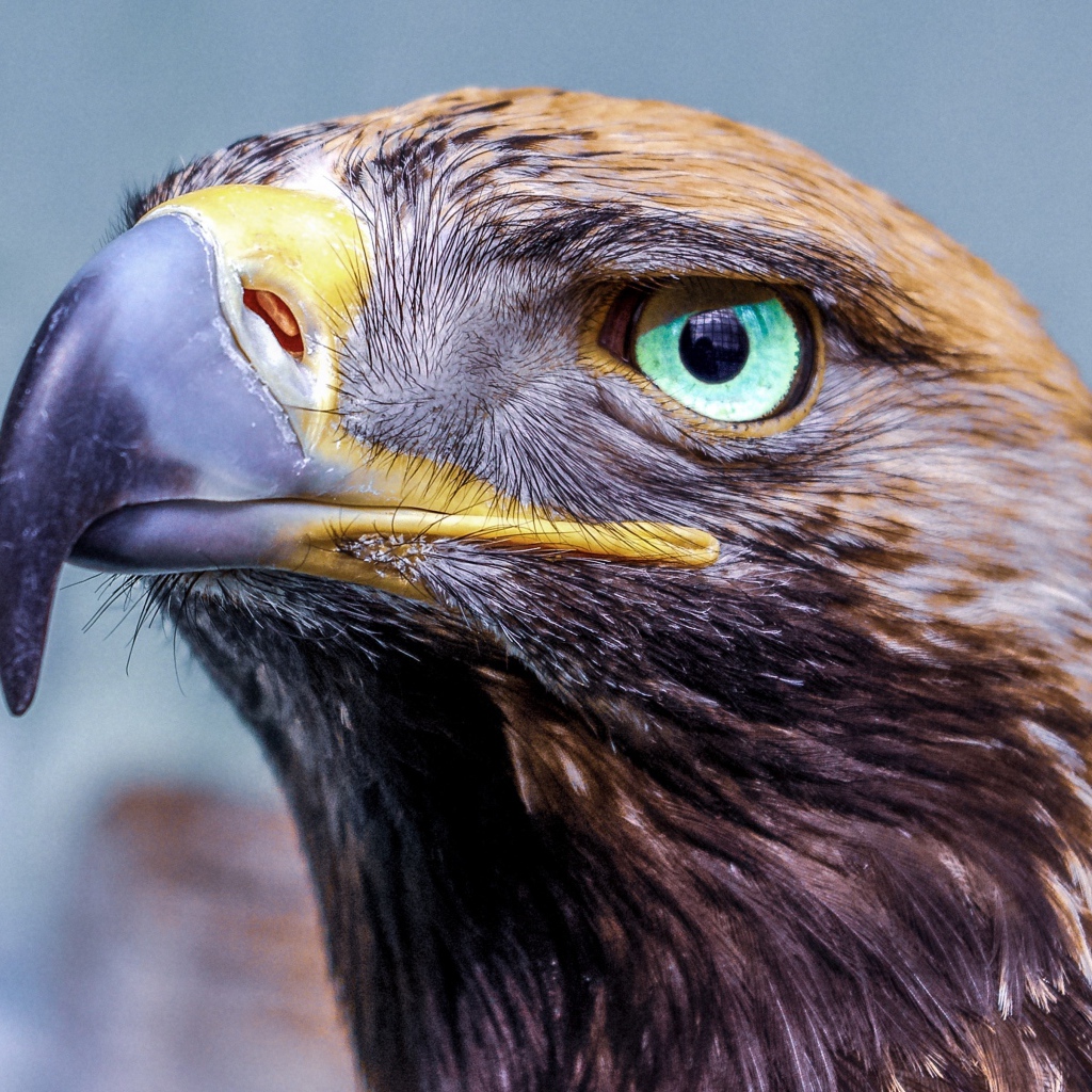 Орел с острым клювом голова крупным планом