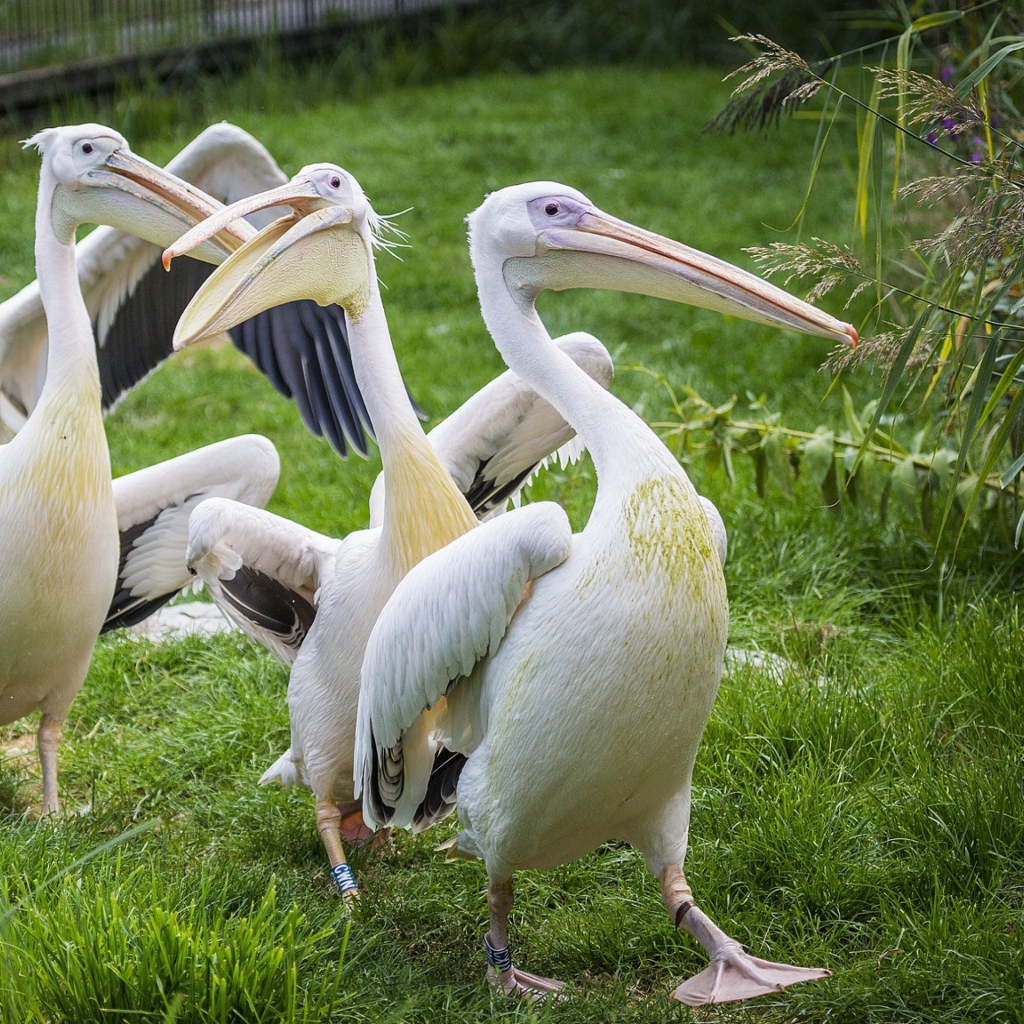 Четыре пеликана идут по зеленой траве