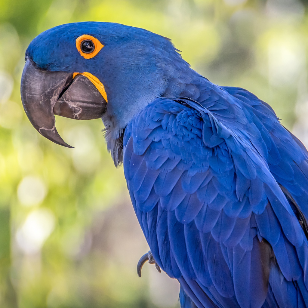 Большой синий ара с длинным клювом 