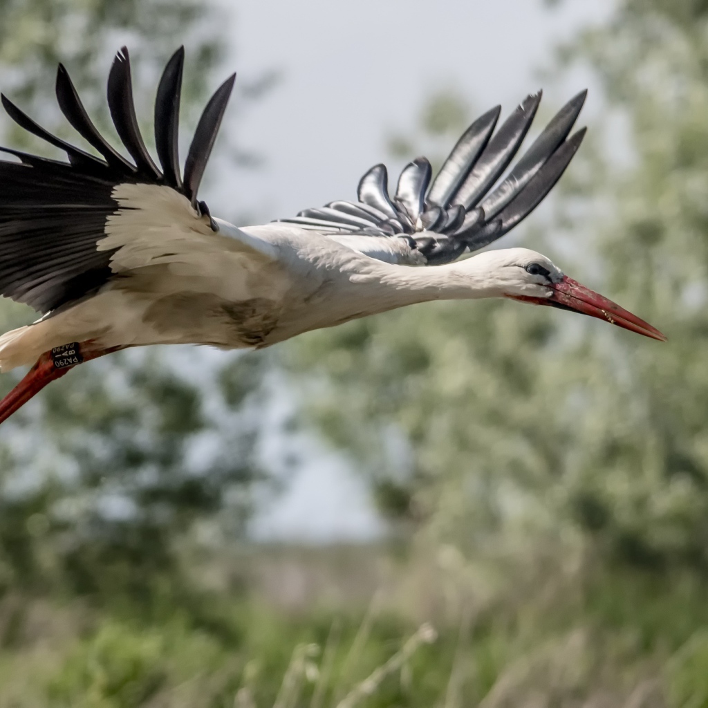 Большая цапля в полете