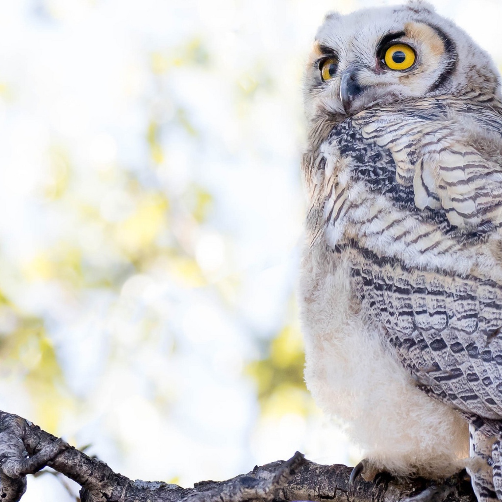 Большая серая сова с желтыми глазами на ветке 