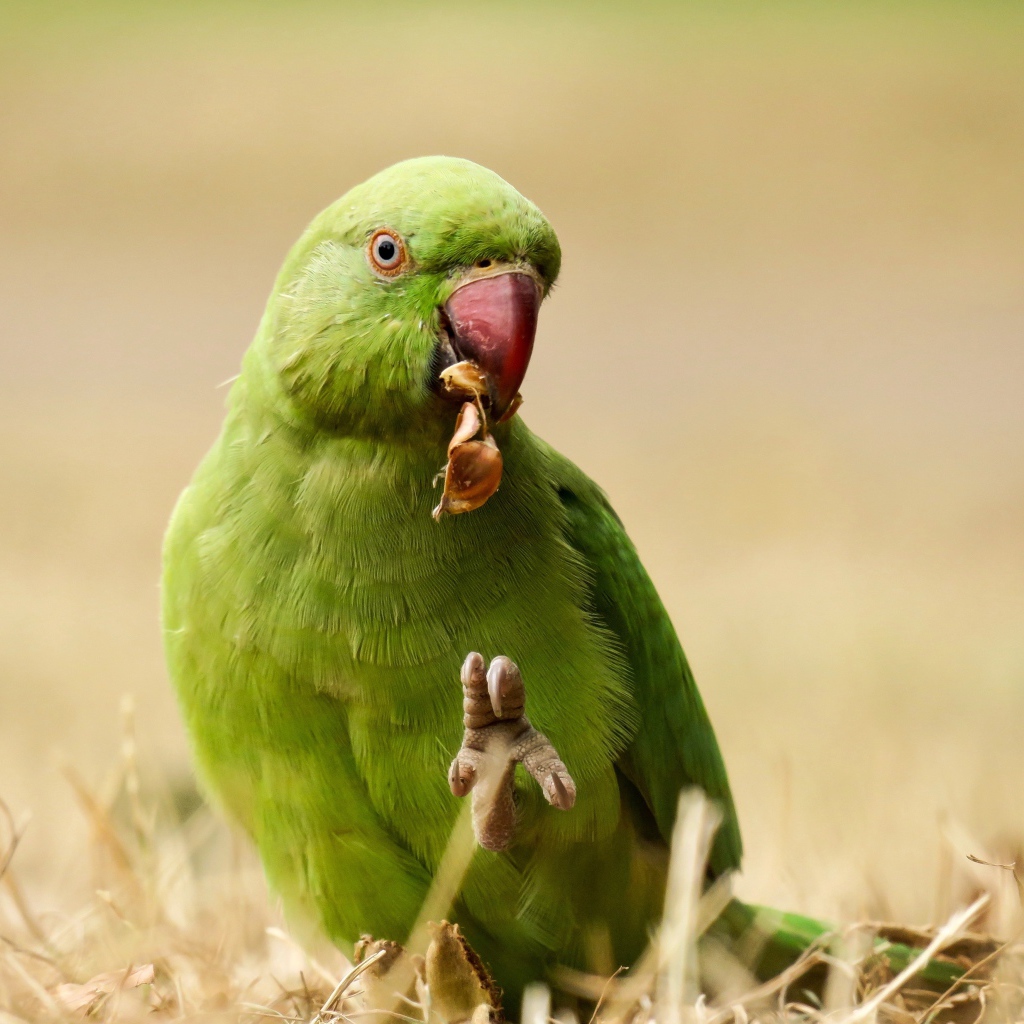 Зеленый попугай ест на траве