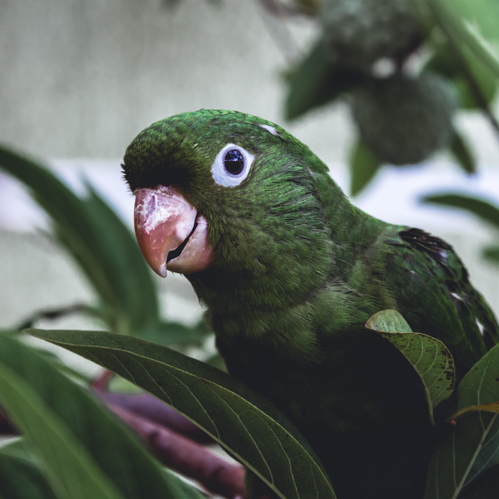 Зеленый попугай сидит в листьях 