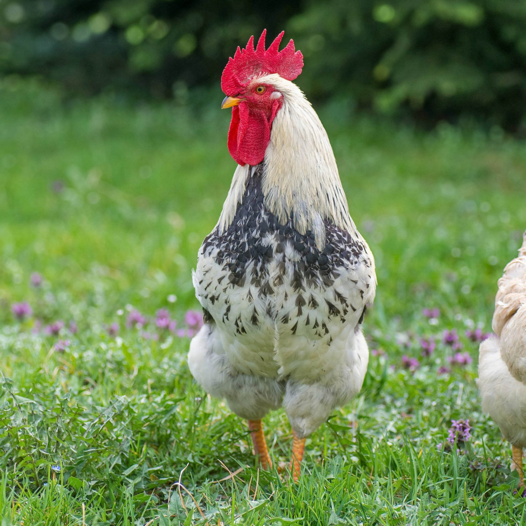 Домашний петух и курица на зеленой траве