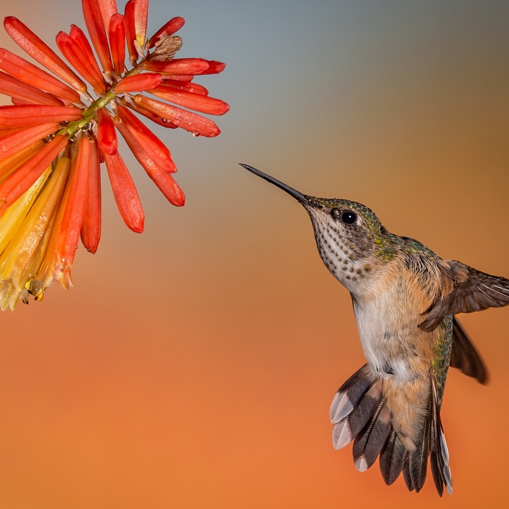 Птица колибри в полете у красного цветка 