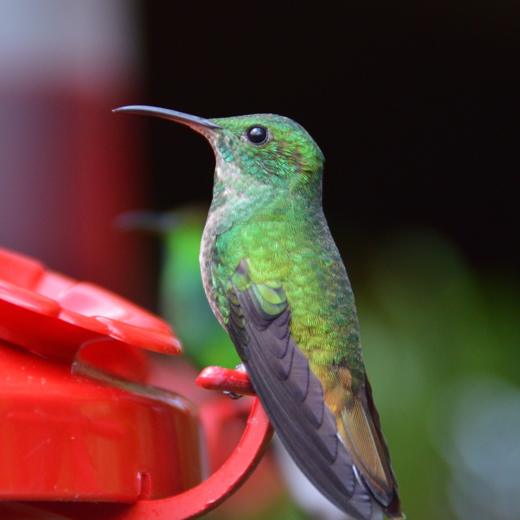 Маленькая птичка колибри к водопоя