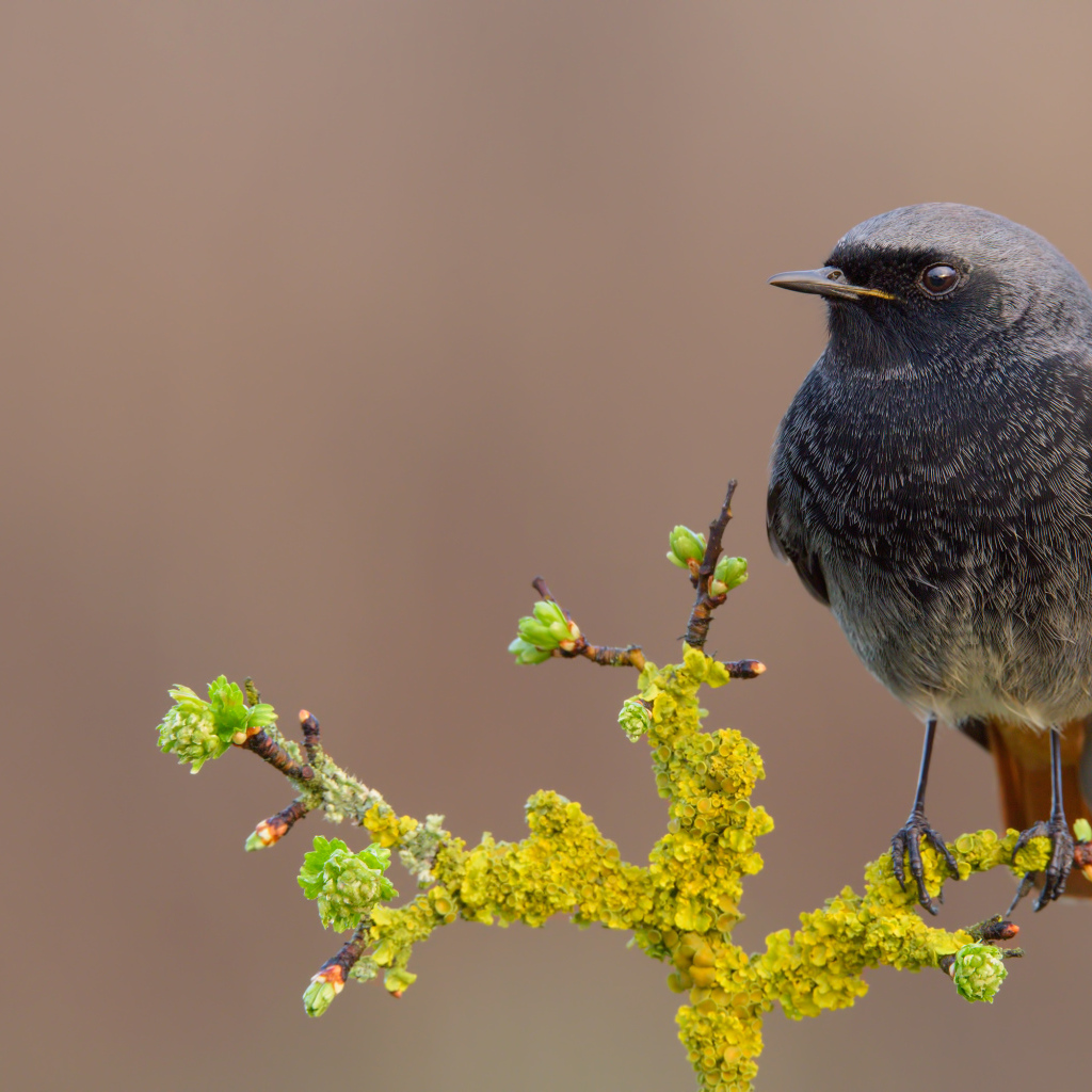 Маленькая птица сидит на ветке