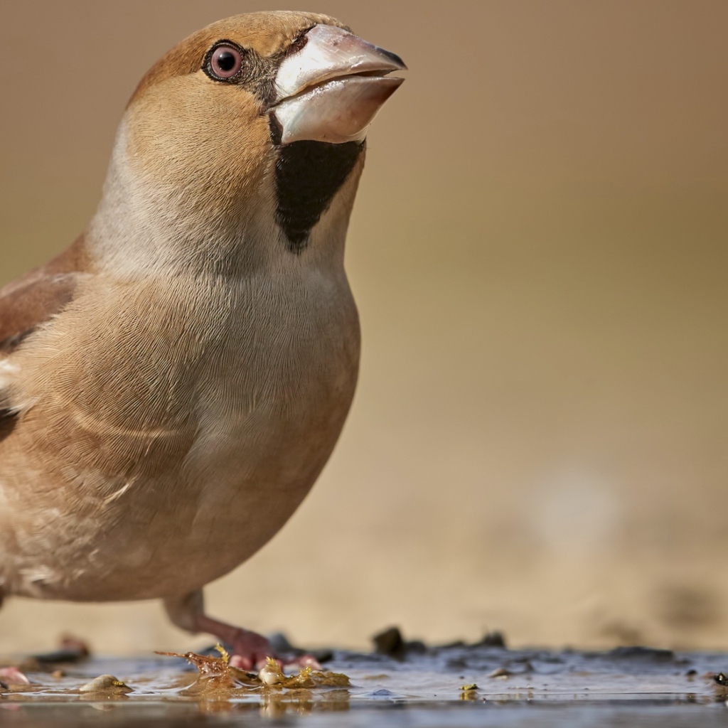 Маленькая коричневая птичка на мокрой земле