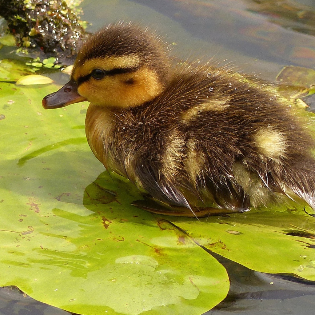 Маленький утенок сидит на зеленом листе в воде