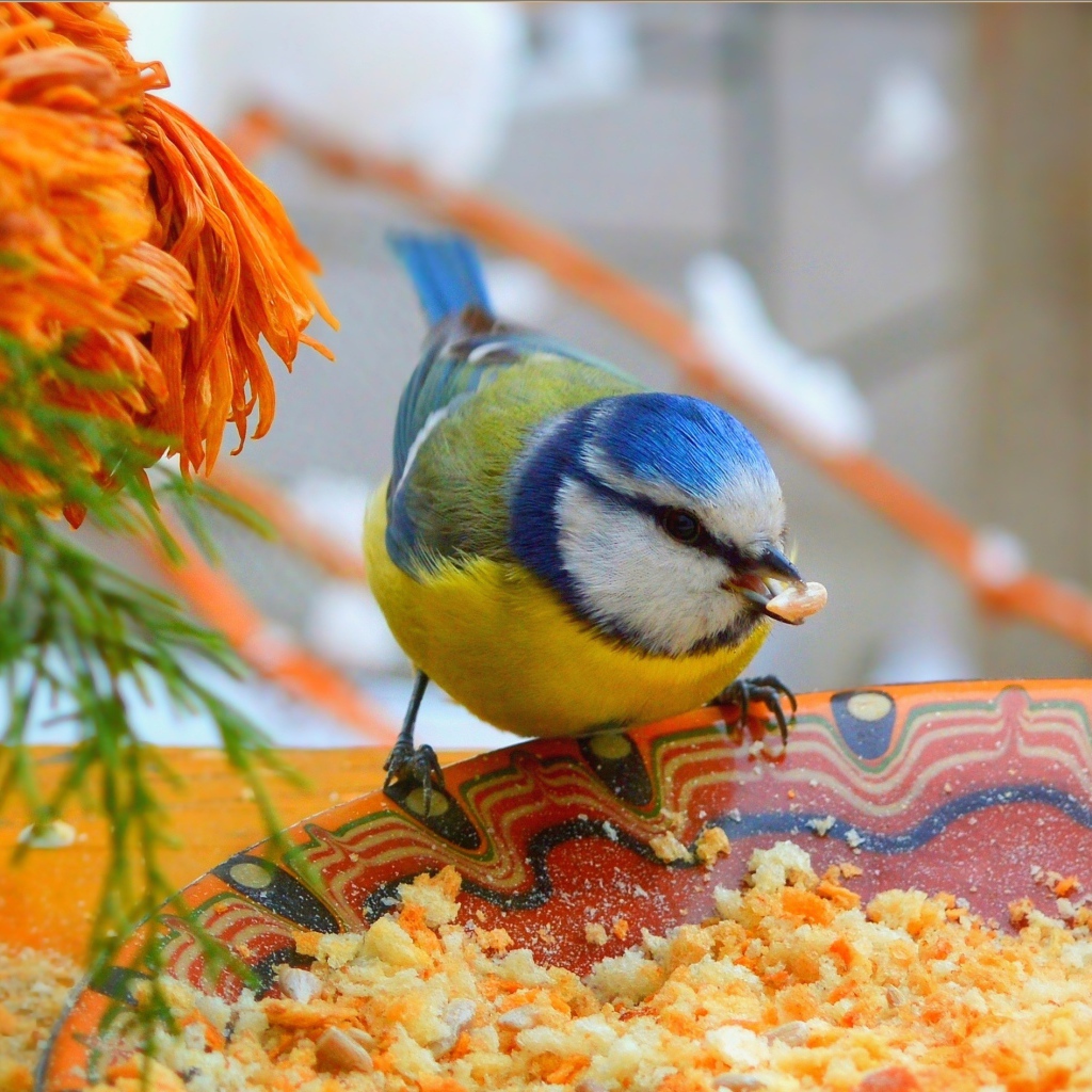 Маленькая синица клюет крошки