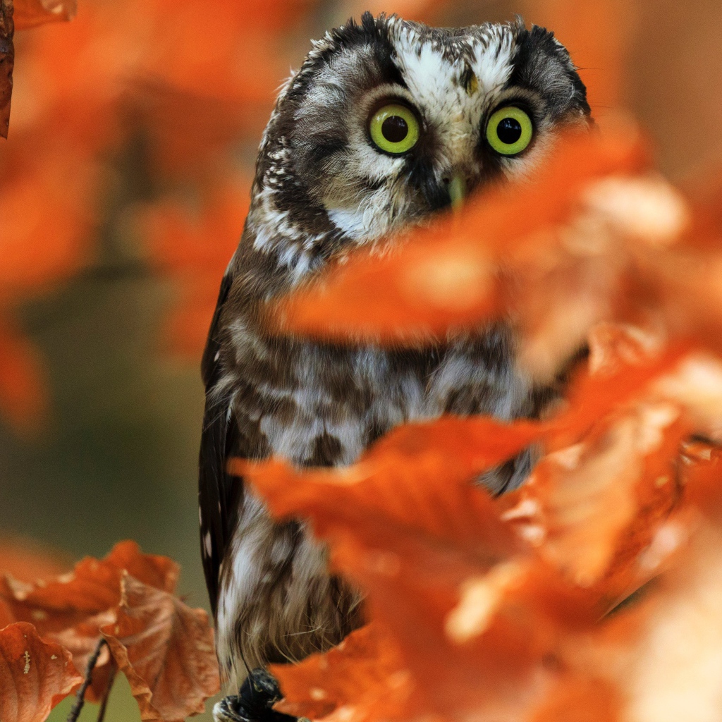 Owl sits on a branch with dry autumn leaves