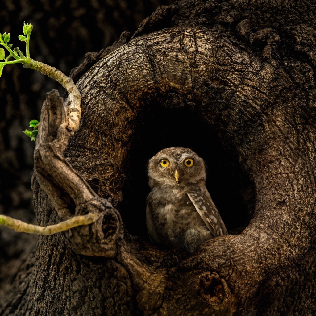 Сова с желтыми глазами сидит в дупле