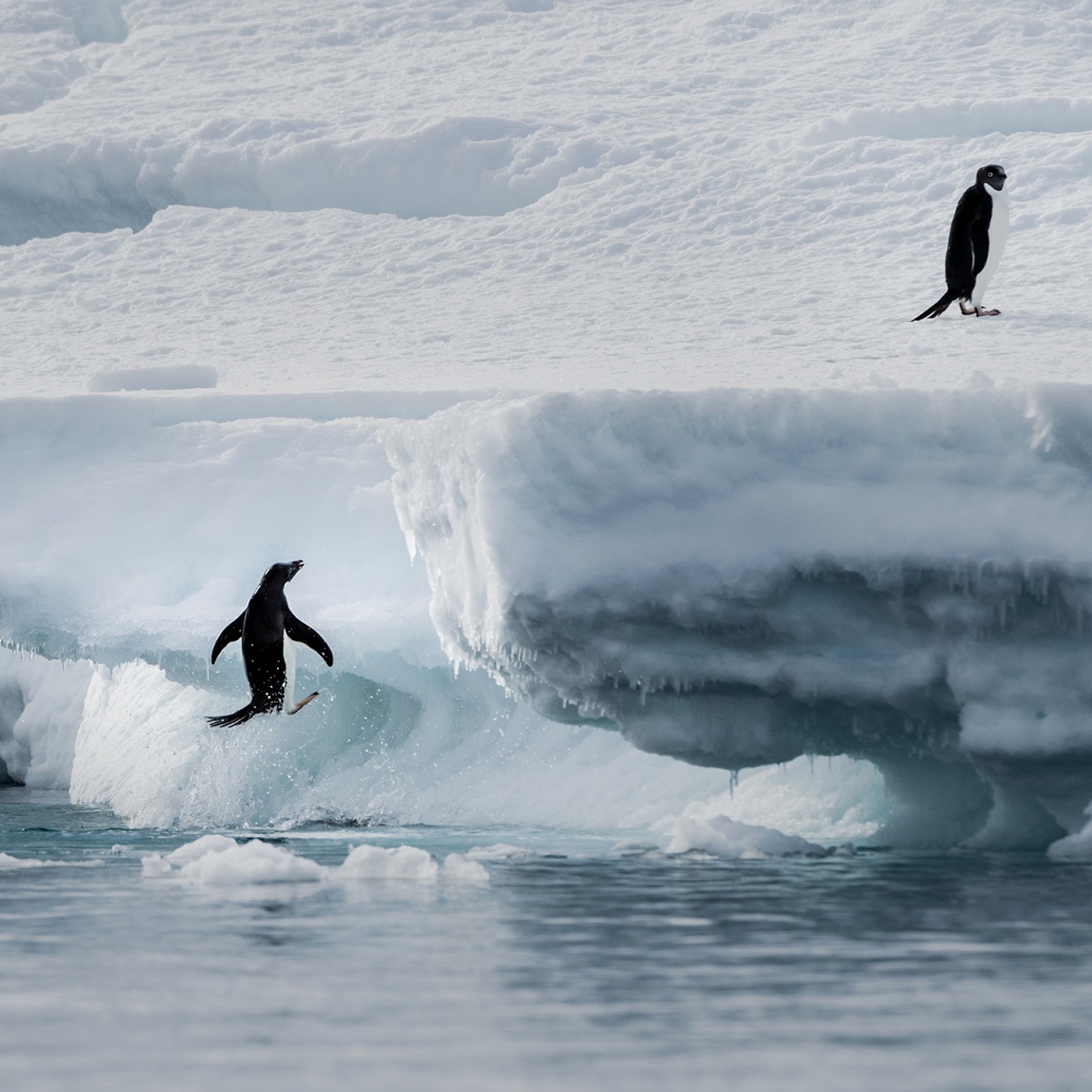 Пингвины выпрыгивают на холодную льдину