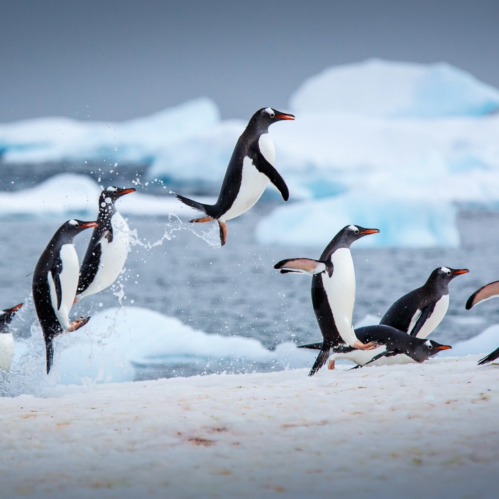 Пингвины выпрыгивают из воды на снег 