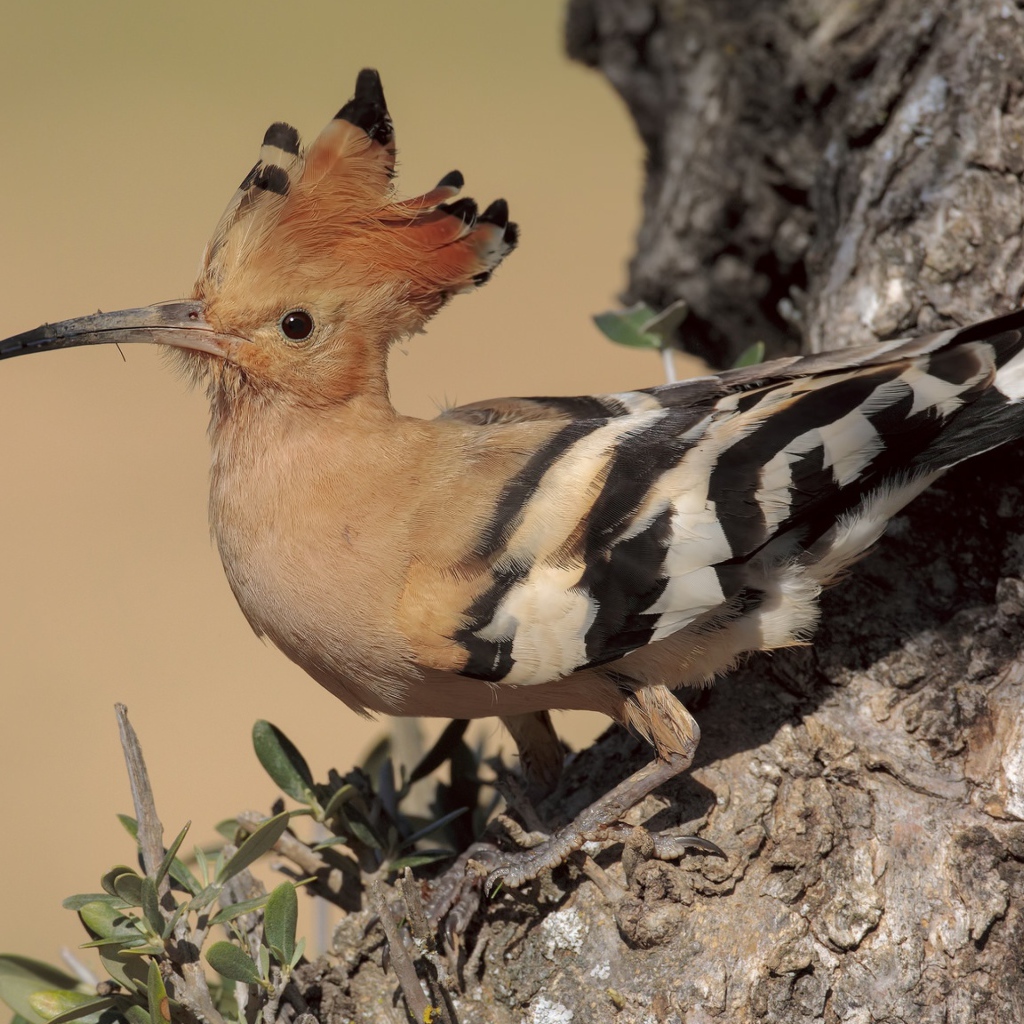 The bird hoopoe with a sharp beak sits on a tree