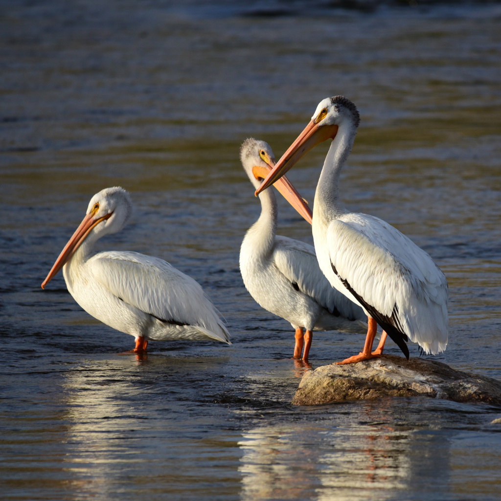 Три больших пеликана в воде 