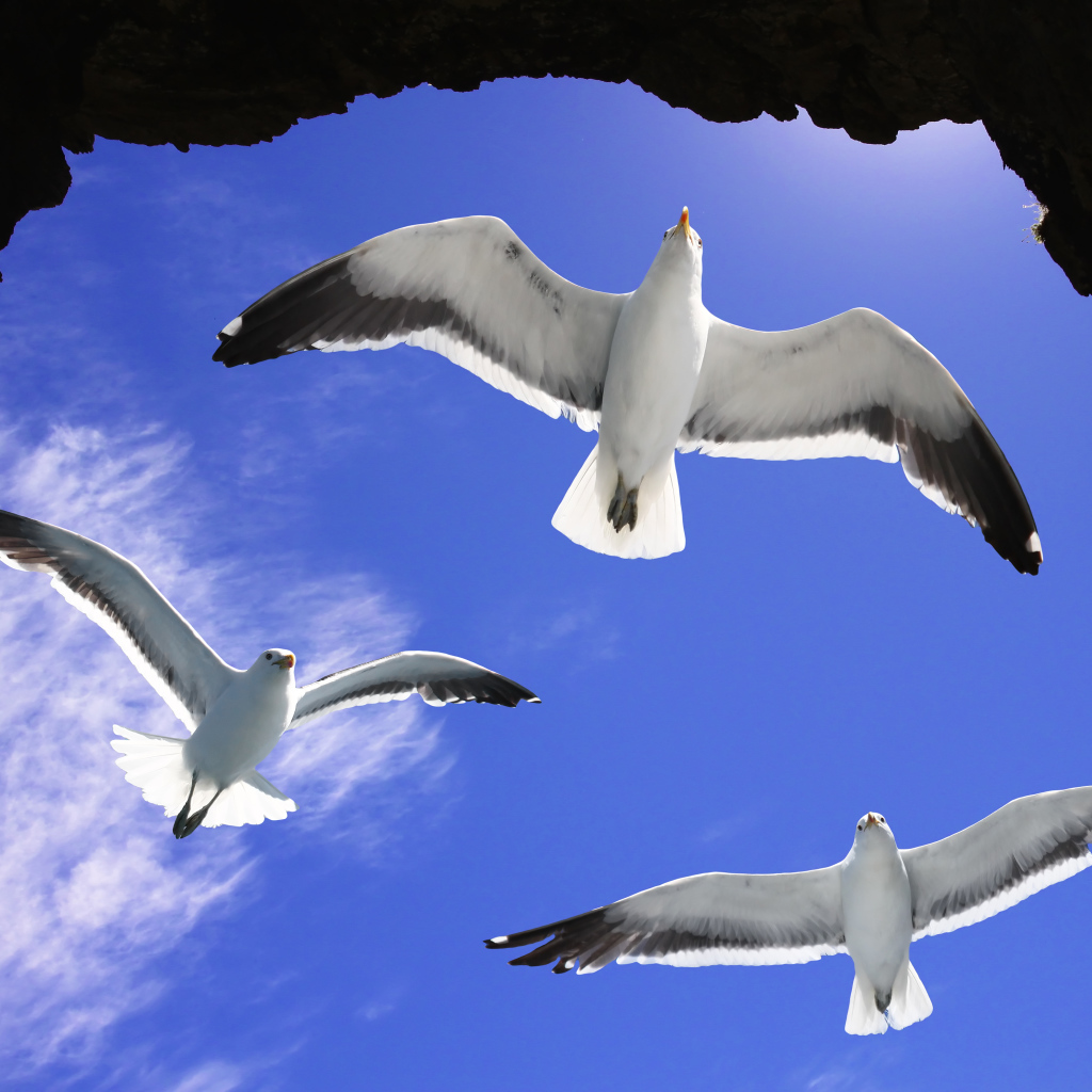 Три белые чайки в голубом небе