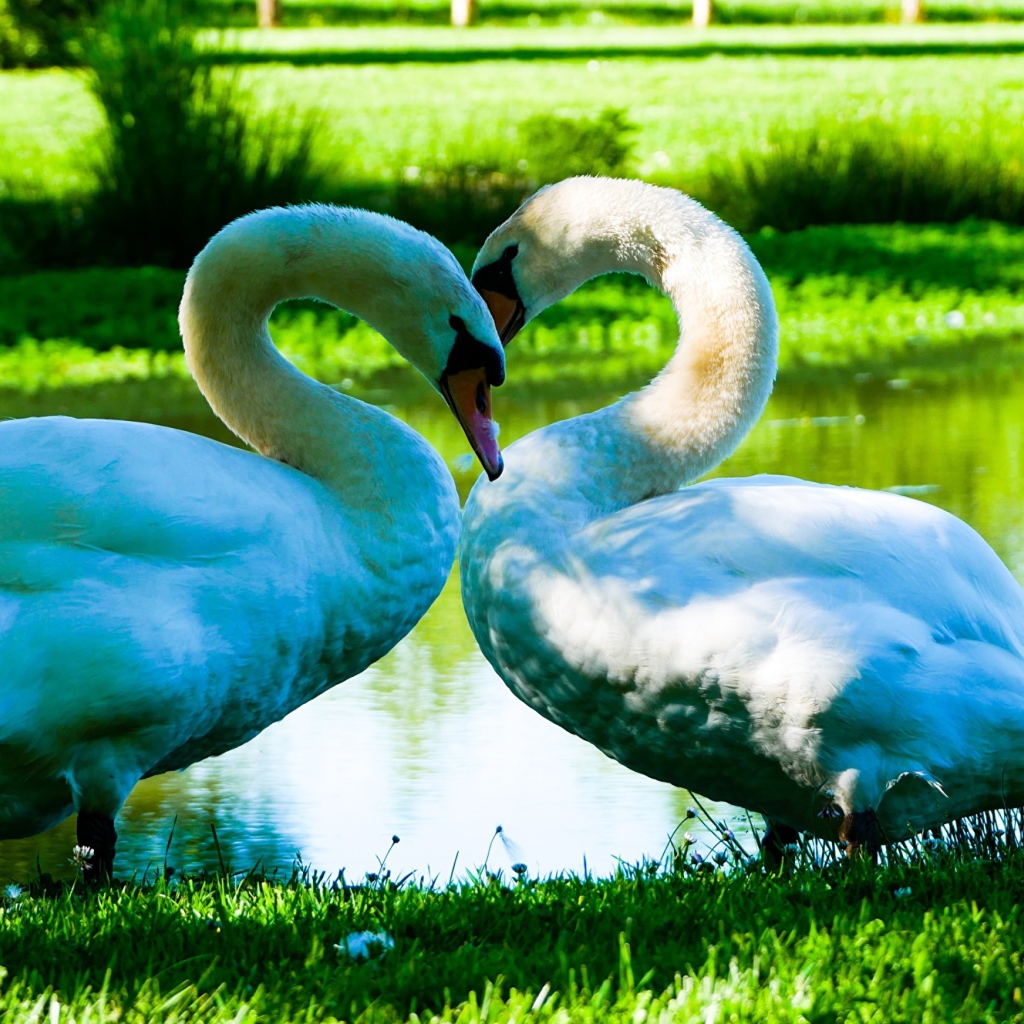 Два красивых белых лебедя у пруда на зеленой траве