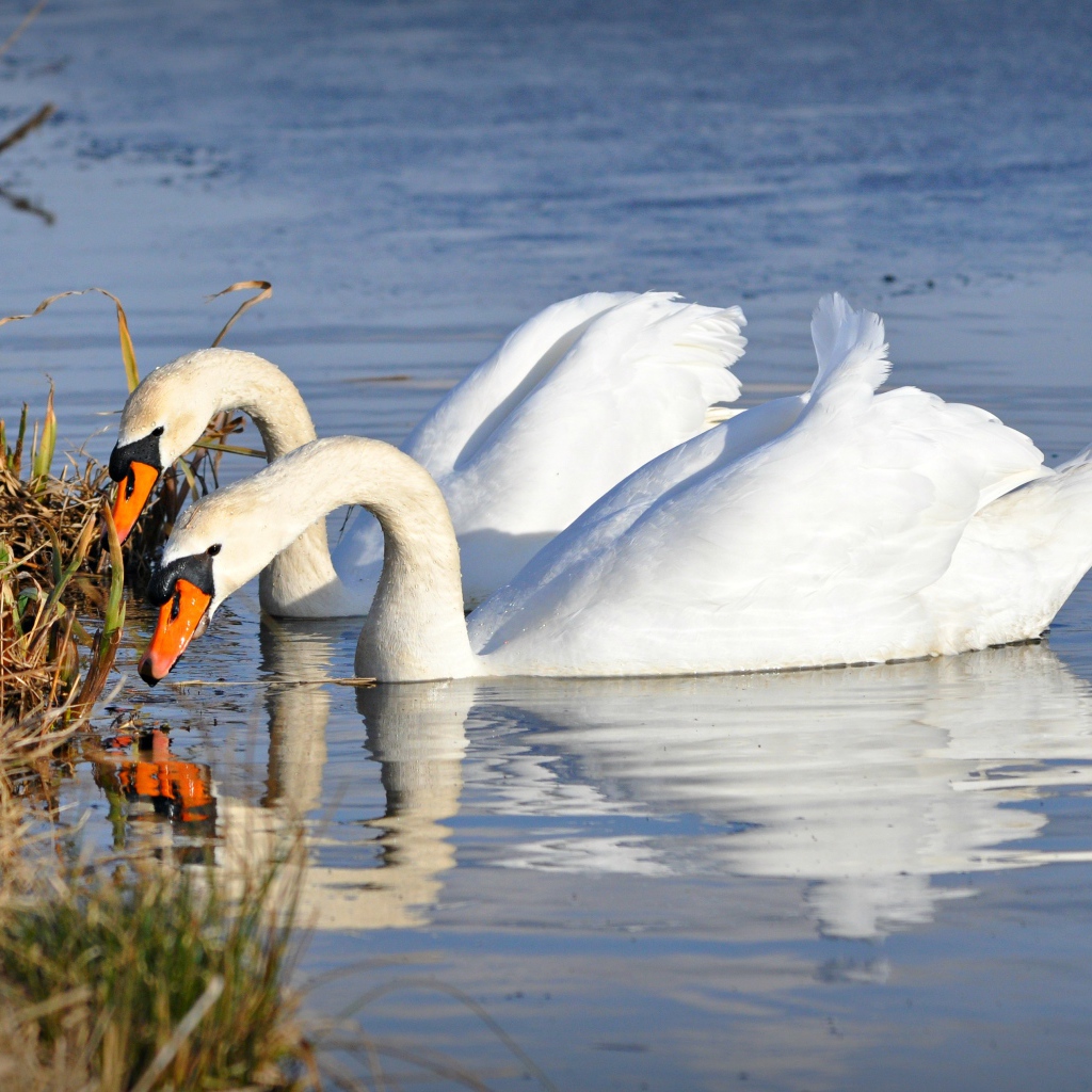 Два красивых белых лебедя у берега 