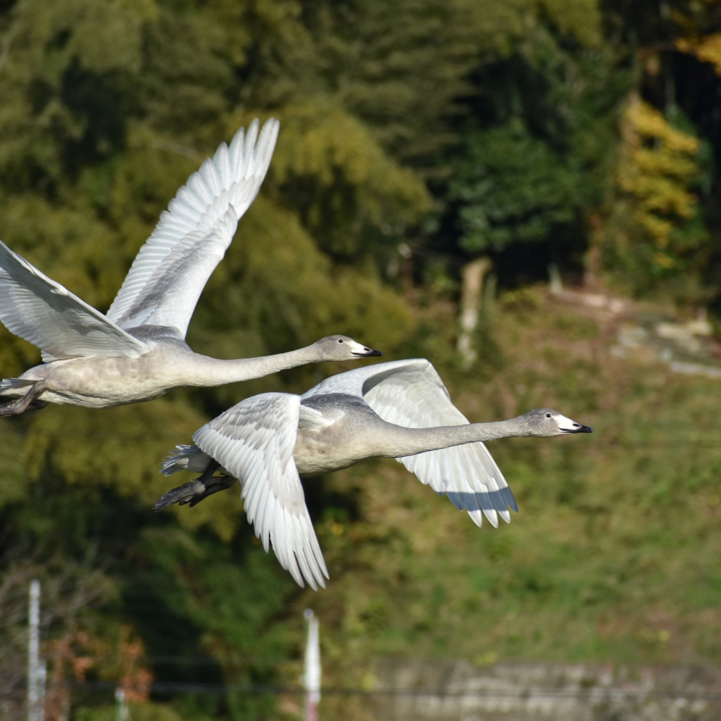 Два серых гуся летят над озером