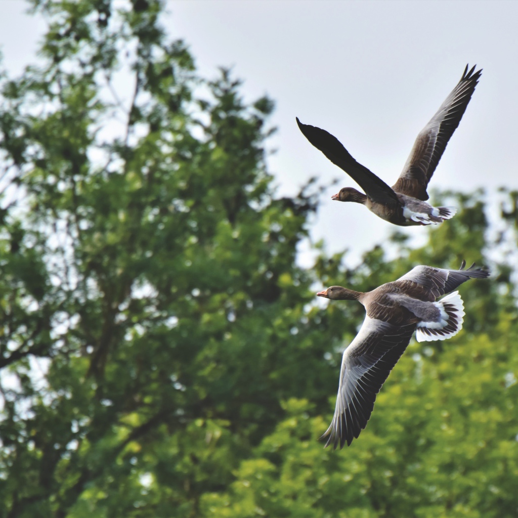 Два серых диких гуся пролетают у дерева