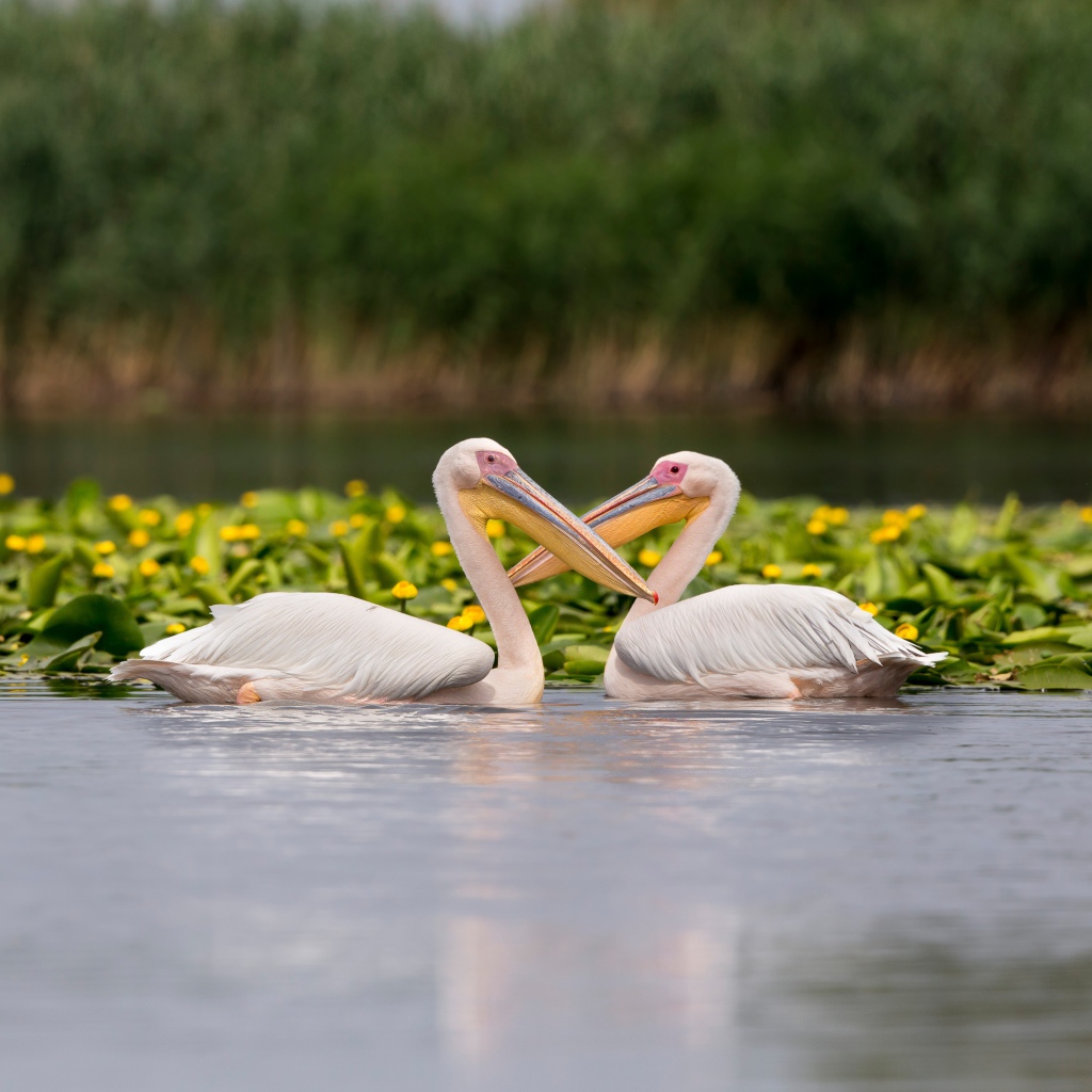 Два больших пеликана в воде с желтыми лилиями