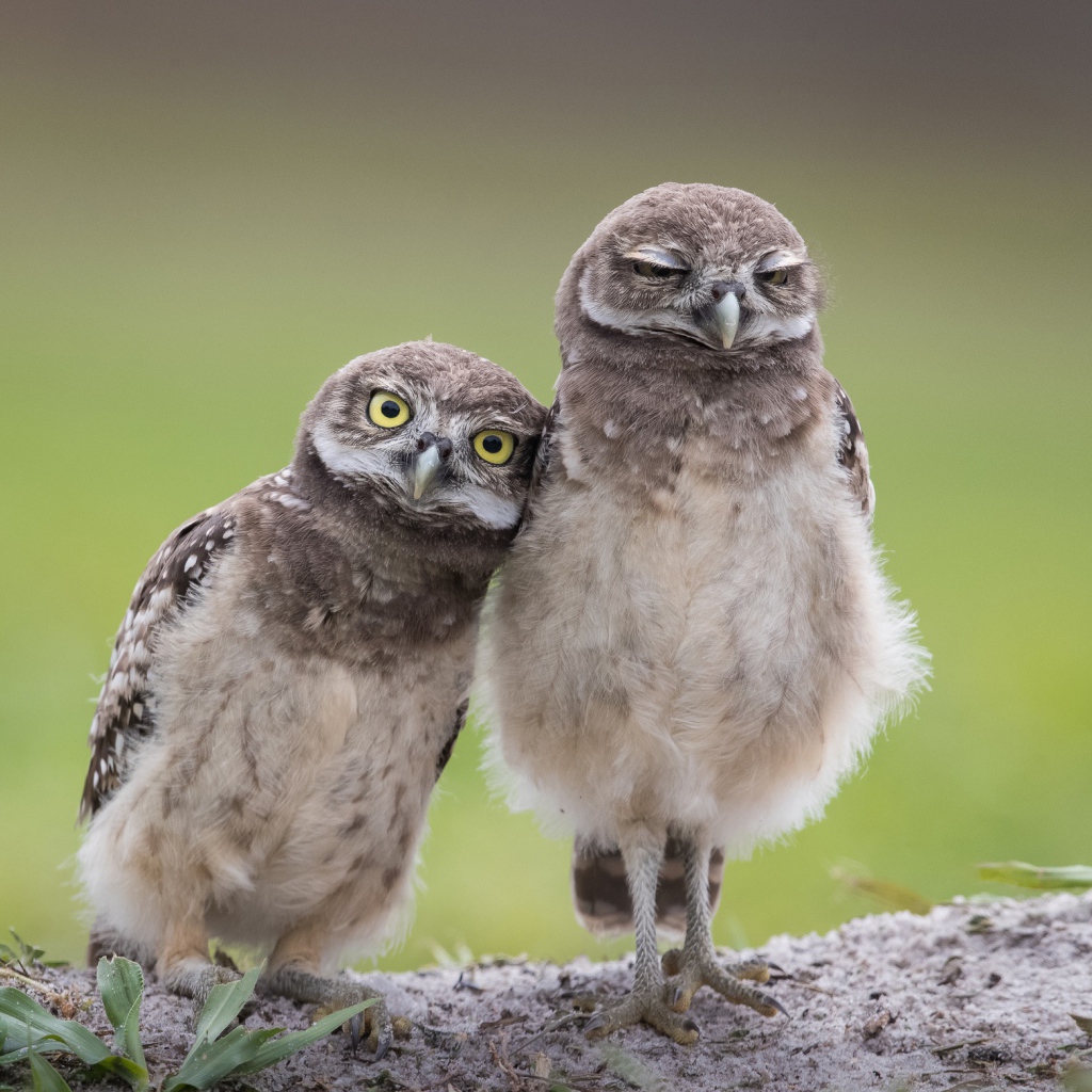 Две маленькие совы стоят на земле 