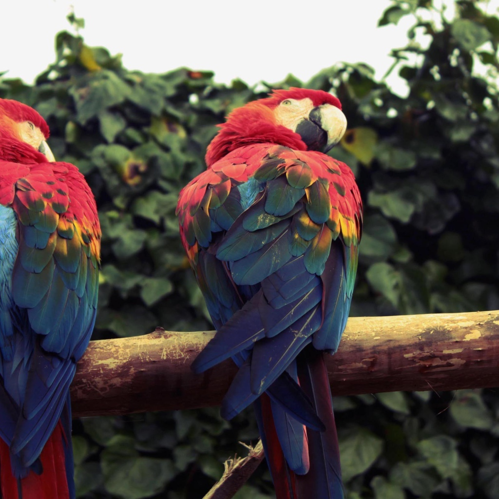 Два попугая ара сидят на ветке 