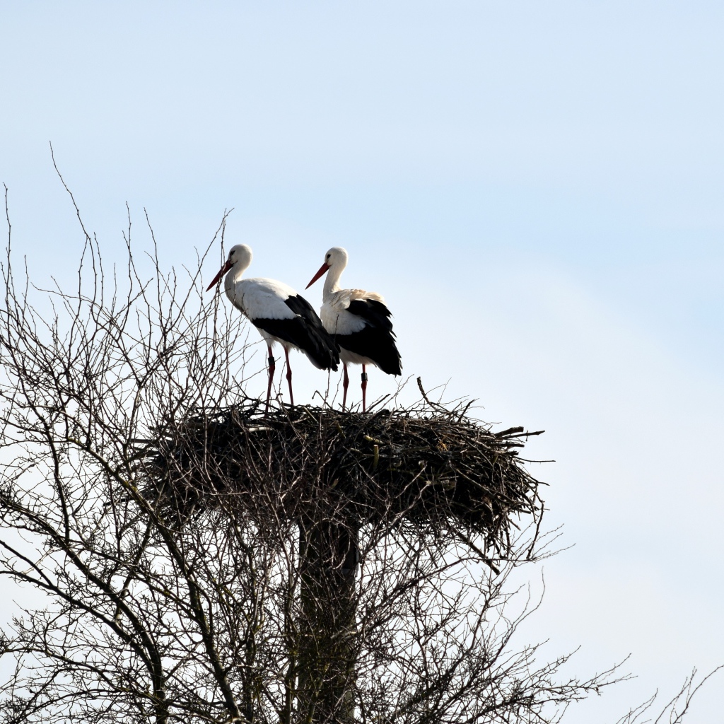 Два аиста в гнезде на дереве на фоне неба 