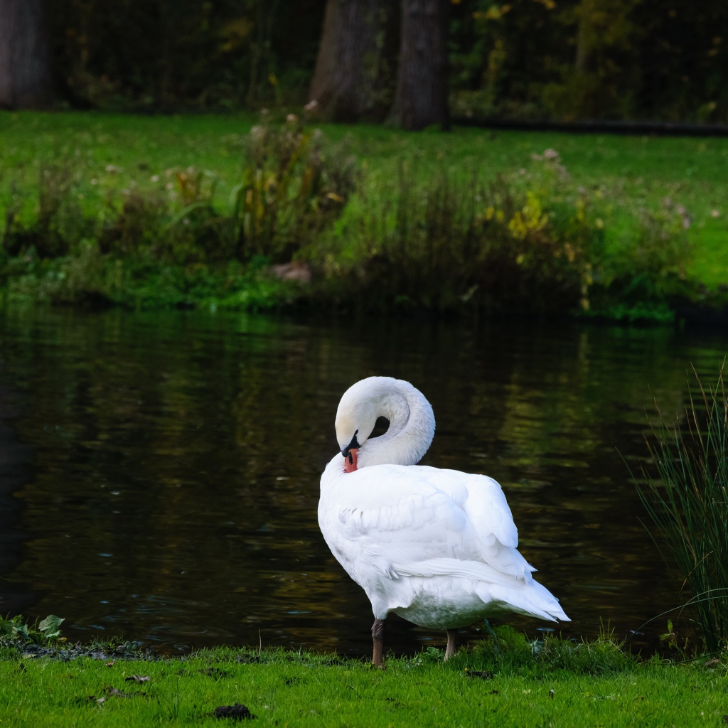 Белый красивый лебедь стоит у пруда на зеленой траве
