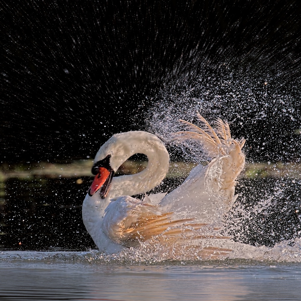 Белый лебедь бьет крыльями в воде 