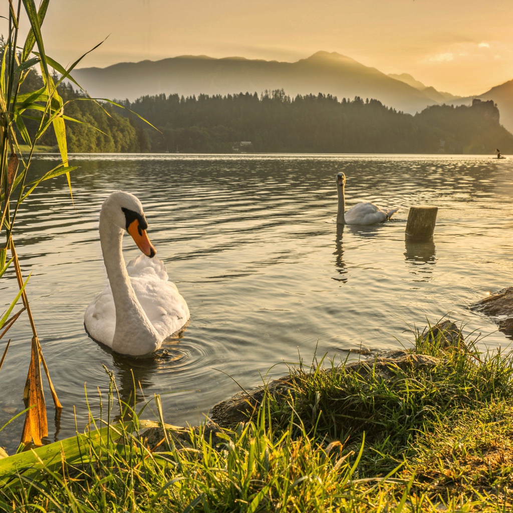 Белые лебеди в пруду на рассвете 