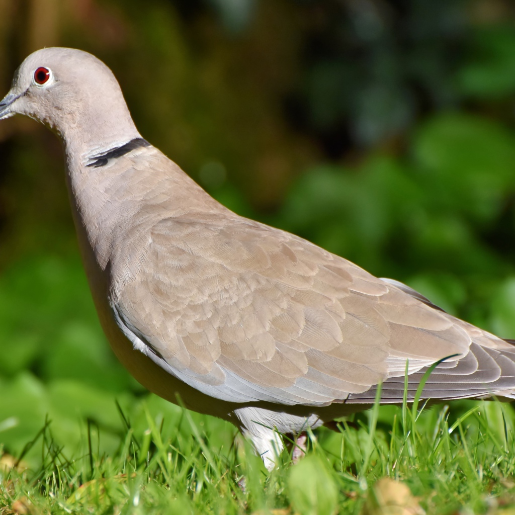 Дикая горлица на зеленой траве