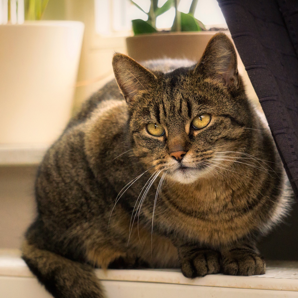 Красивый серый кот сидит на батарее у окна 