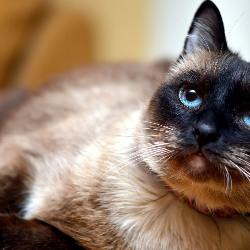 Красивый сиамский голубоглазый кот с ошейником