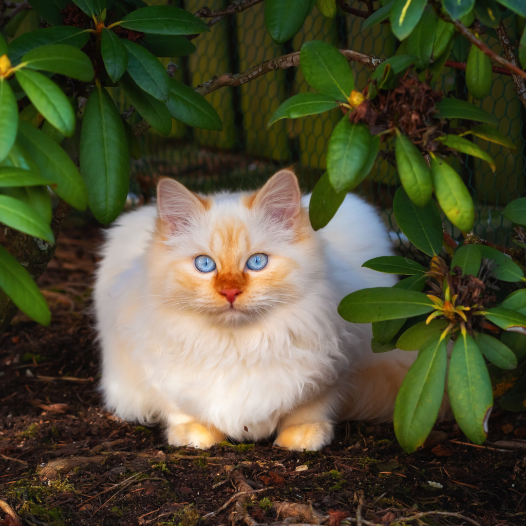 Красивый бежевый кот с голубыми глазами сидит в зеленых листьях